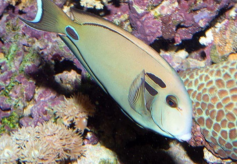 Acanthurus Tennentii Ml