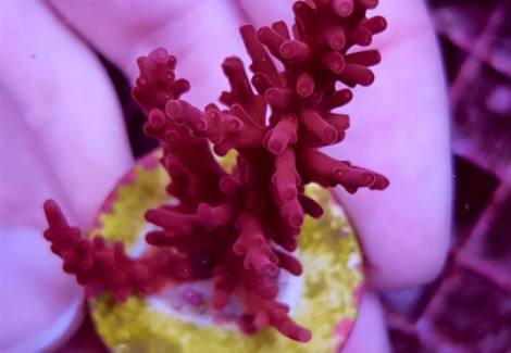 Acropora  Signature Frag Xs