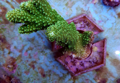 Acropora Abrotanoides S