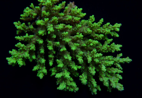 Acropora Aculeus Ml