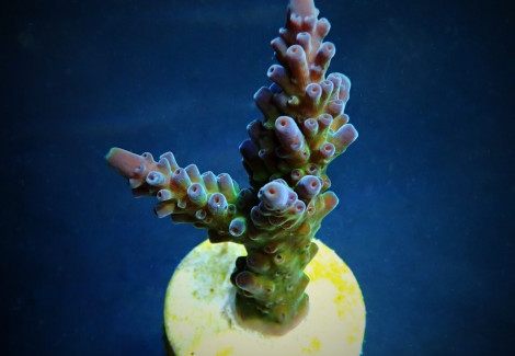 Acropora Austera (Frag) M