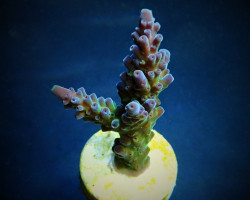 Acropora Austera (Frag) M