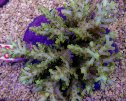 Acropora Awi (A Grade) M