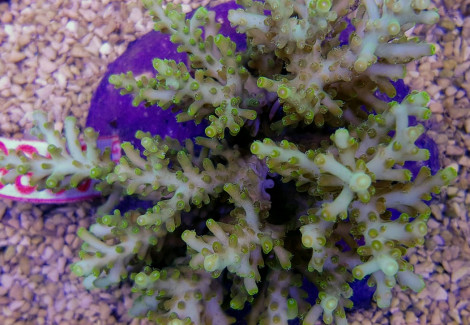 Acropora Awi (A Grade) M