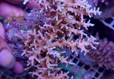 Acropora Carduus (A Grade) Ml