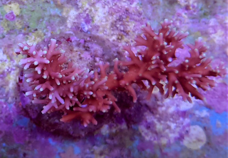 Acropora Carduus M