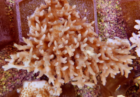 Acropora Caroliniana (B Grade) M