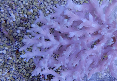 Acropora Caroliniana Ml