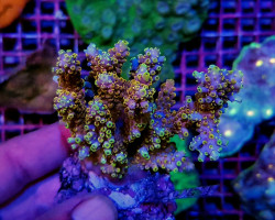 Acropora Cerealis (A Grade) Ml