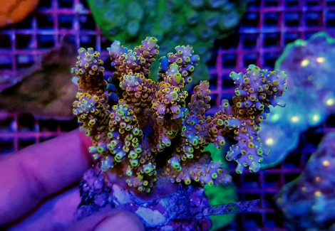 Acropora Cerealis (A Grade) Ml