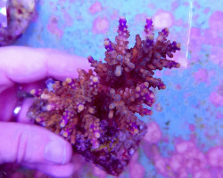 Acropora Cerealis M