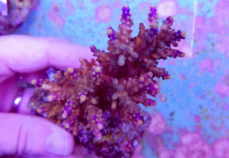 Acropora Cerealis M