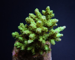 Acropora Chesterfieldensis Xs