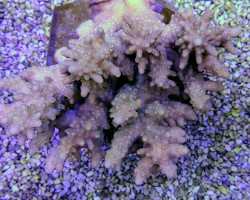 Acropora Coral Sea (Grade B) Xs