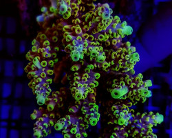 Acropora Cytherea M