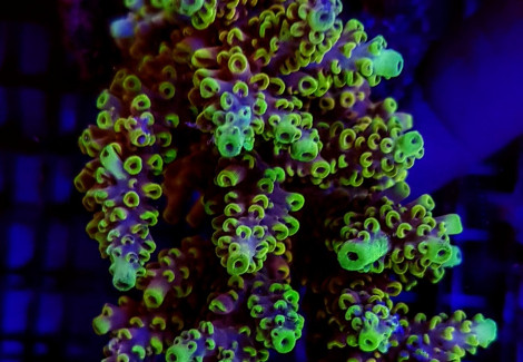 Acropora Cytherea M