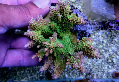 Acropora Divaricata M