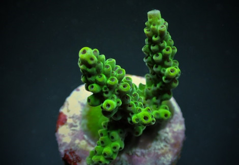 Acropora Donei (Frag) M