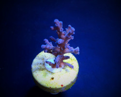 Acropora Echinata (Ice Fire) (Frag) M