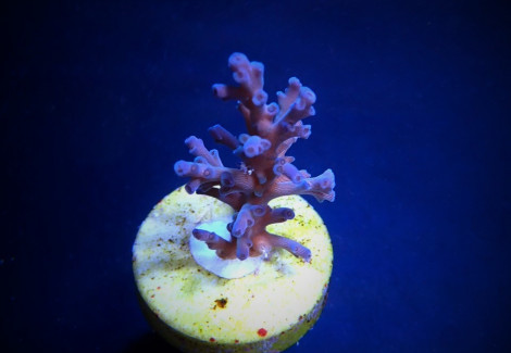 Acropora Echinata (Ice Fire) Frag M