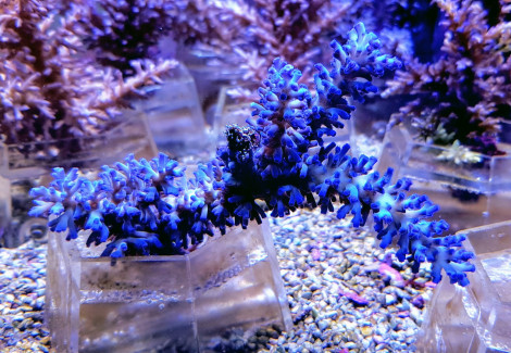 Acropora Echinata (Ice Fire) S