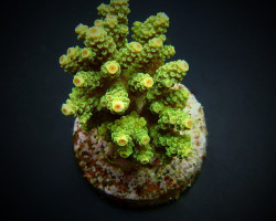 Acropora Florida M