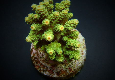 Acropora Florida M