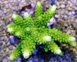 Acropora Formosa (A Grade) Xs