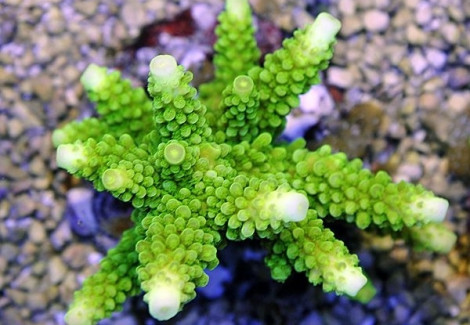 Acropora Formosa (A Grade) Xs