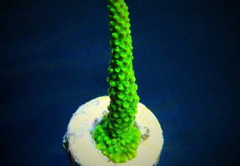 Acropora Formosa (Frag) M