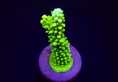 Acropora Formosa (Green) (Frag) M