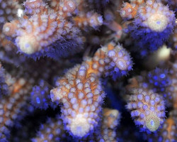 Acropora Gemmifera M