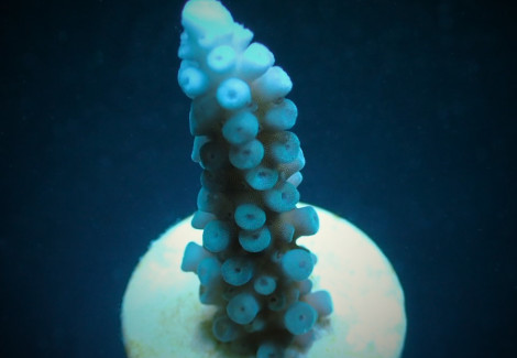 Acropora Gomezi (Frag) M