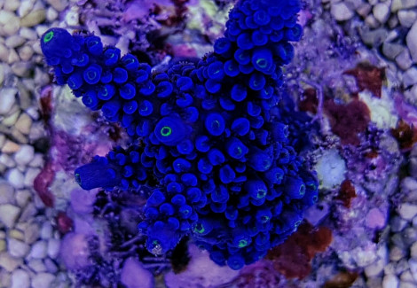 Acropora Hoeksemai (A Grade) M