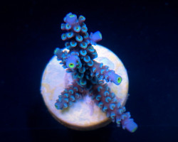 Acropora Hoeksemai (Frag) M