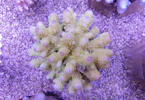 Acropora Humilis (A Grade) M