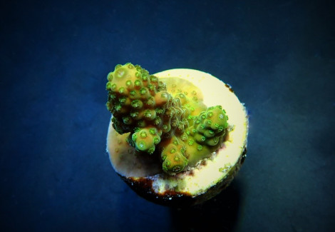 Acropora Humilis (Frag) M