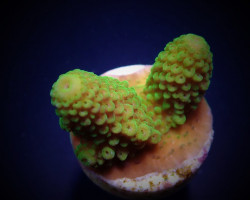 Acropora Humilis (Green) (Frag) M