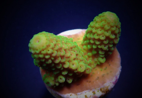 Acropora Humilis (Green) (Frag) M