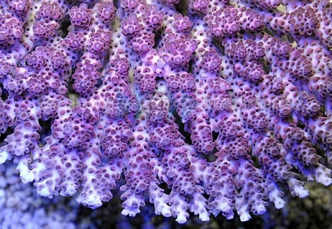 Acropora Hyacinthus (A Grade) M