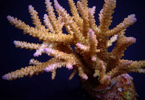 Acropora Loisetteae M