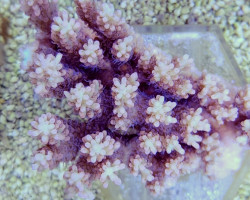 Acropora Microlados (B Grade) Xs