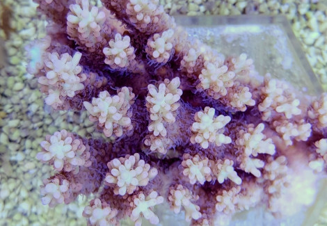 Acropora Microlados (B Grade) Xs