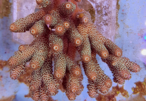 Acropora Millepora ( Yellow/Green) M