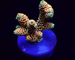 Acropora Millepora (Rainbow) (Frag) M