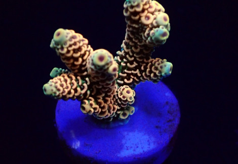 Acropora Millepora (Rainbow) (Frag) M