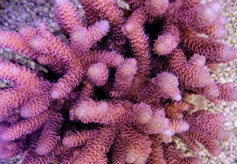 Acropora Millepora (Red/Pink) S