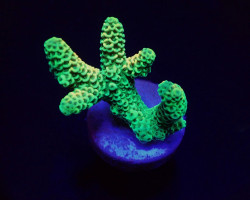 Acropora Millepora (Yellow-Green) (Frag) M