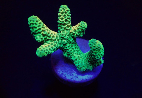 Acropora Millepora (Yellow-Green) (Frag) M