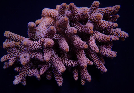 Acropora Millepora L